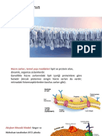 11 - Hücre Zarlarının Yapısı Işlevi Ve Zar Modelleri 4