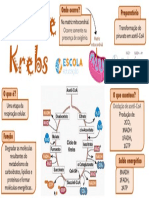Mapa Mental Ciclo de Krebs