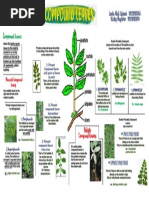 Types of Compound Leaves Explained | PDF | Leaf | Plants