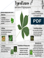 Palmate Leaves & Digitatopinnatus