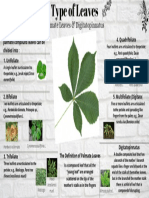 Types of Palmate and Digitate Leaves