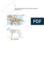 Planos de delimitação anatômica