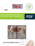 Músculos membros torácicos e pélvicos equino