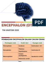 Mesencephalon, Diencephalon, Dan Telencephalon