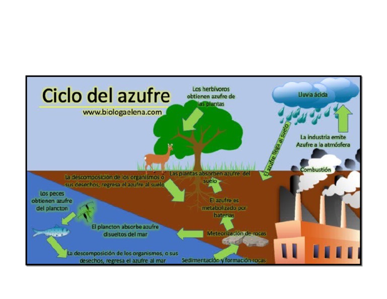 Infografia Ciclo Del Azufre Pdf