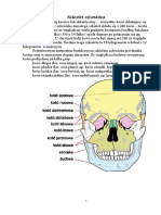 Szkielet Człowieka