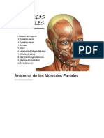 Anatomia de Los Músculos Faciales