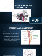 Arteria Faríngea Inferior