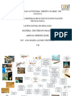 Origen y Evolución de Los Cordados