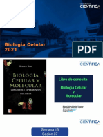 Biología Celular Ciclo Celular 13 16