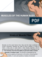 MUSCLES OF THE HUMAN BODY: FUNCTIONS AND TYPES