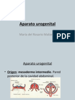 Aparato urogenitalEMBRIO