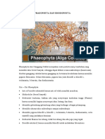 Phaeophyta Dan Rhodophyta