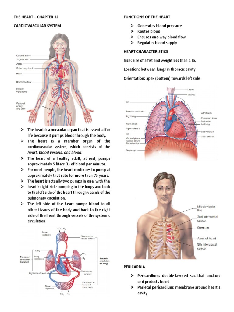 Anatomy and Function of the Heart | PDF | Heart Valve | Heart