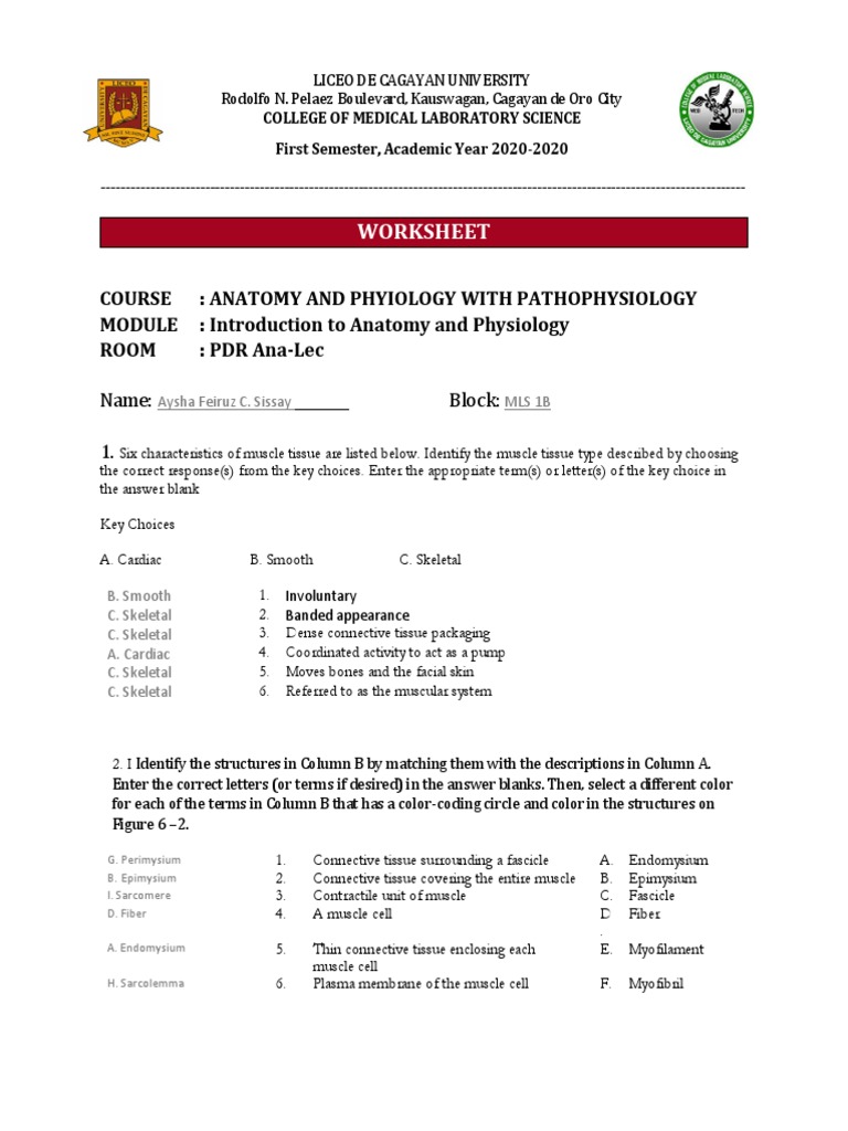 Muscle Worksheet | PDF | Cellular Respiration | Skeletal Muscle