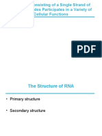 13.1 RNA Consisting of A Single Strand of Ribonucleotides Participates in A Variety of Cellular Functions