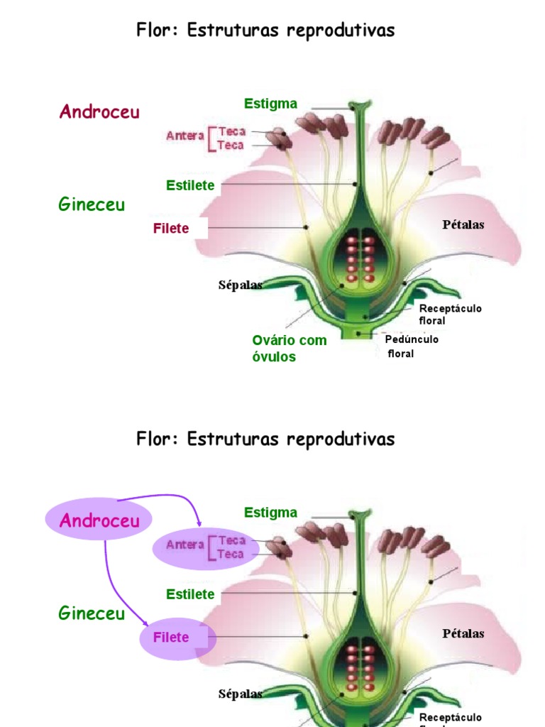 Estruturas Reprodutivas da Flor | PDF | Morfologia vegetal | Plantas