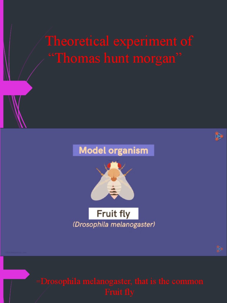 Theoretical Experiment of | PDF | Science & Mathematics