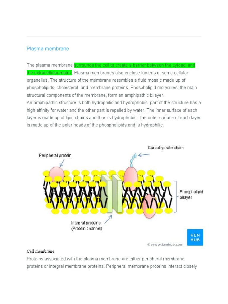 Cell Organelles | PDF | Endoplasmic Reticulum | Cell Membrane