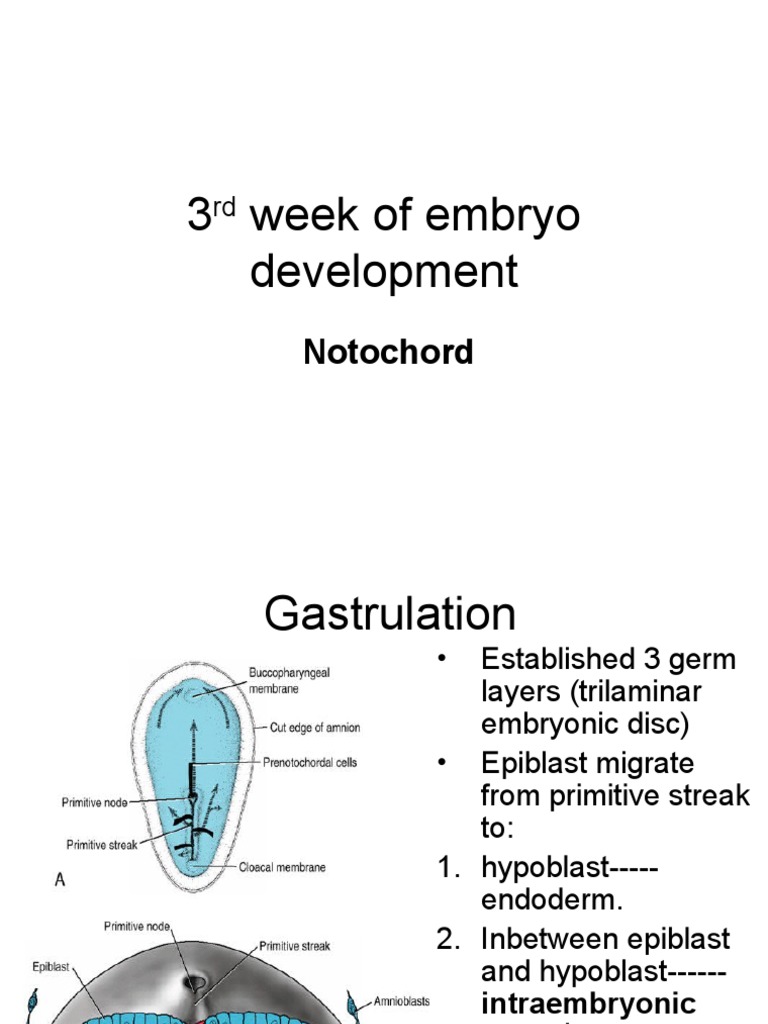 Week 3 Embryo Development Overview | PDF | Zoology | Biology