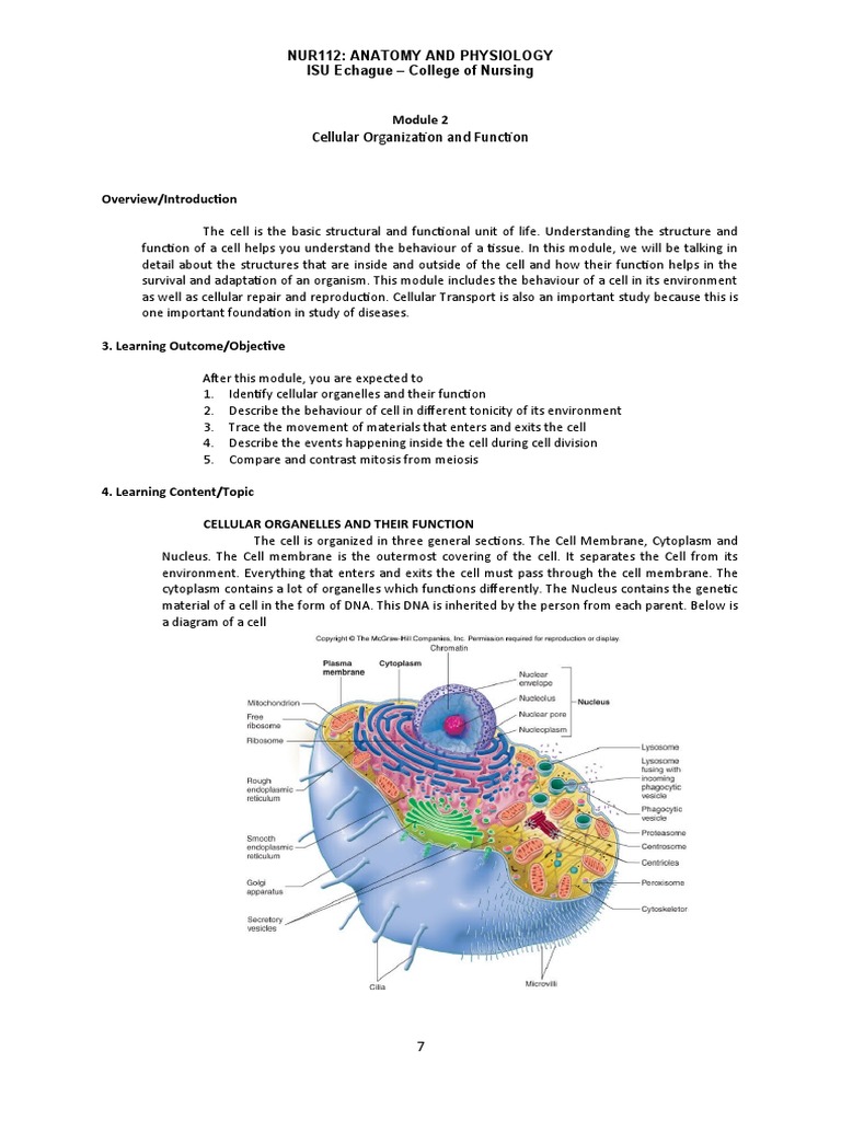 Cellular Organization and Function: Nur112: Anatomy and Physiology ISU ...