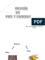 Piel y Faneras