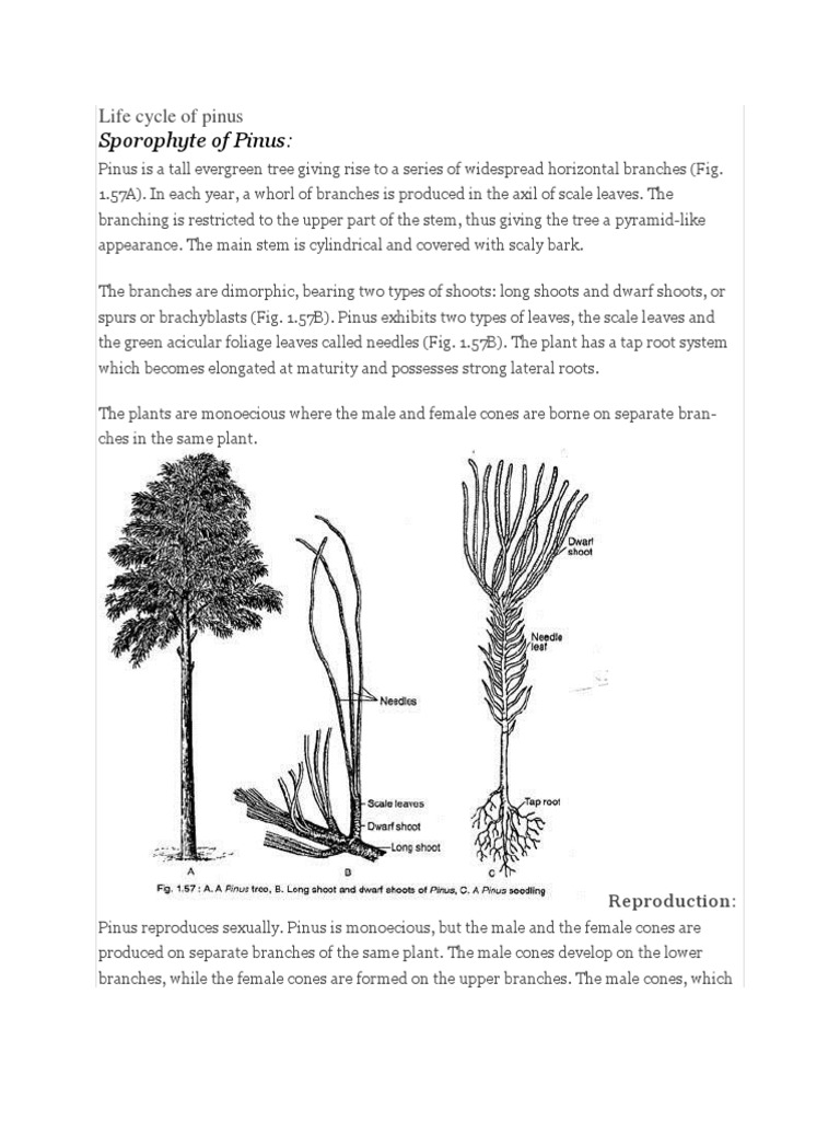 Sporophyte of Pinus | PDF | Seed | Embryo