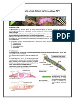 Platelmintos Ficha Informativa