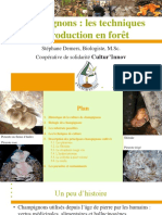 Champignons Techniques Production en Foret