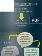 Articulaciones Del Craneo y de La Cara