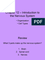 Chapter 12 - Introduction To The Nervous System: - Organization - Cell Types