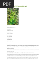 Download LUMUT DAUN by Siti Afifah Dianira Hasibuan SN54123670 doc pdf