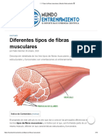 3 Tipos de Fibras Musculares - Mundo Entrenamiento ?