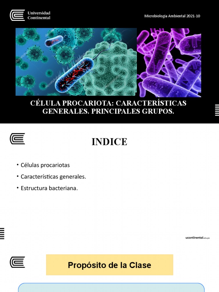Características de Células Procariotas | PDF | Las bacterias | Procariota
