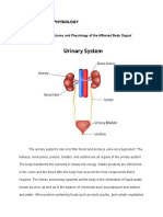 Anatomy and Physiology of the Urinary and Circulatory Systems