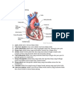 Anatomi Fisiologi Organ