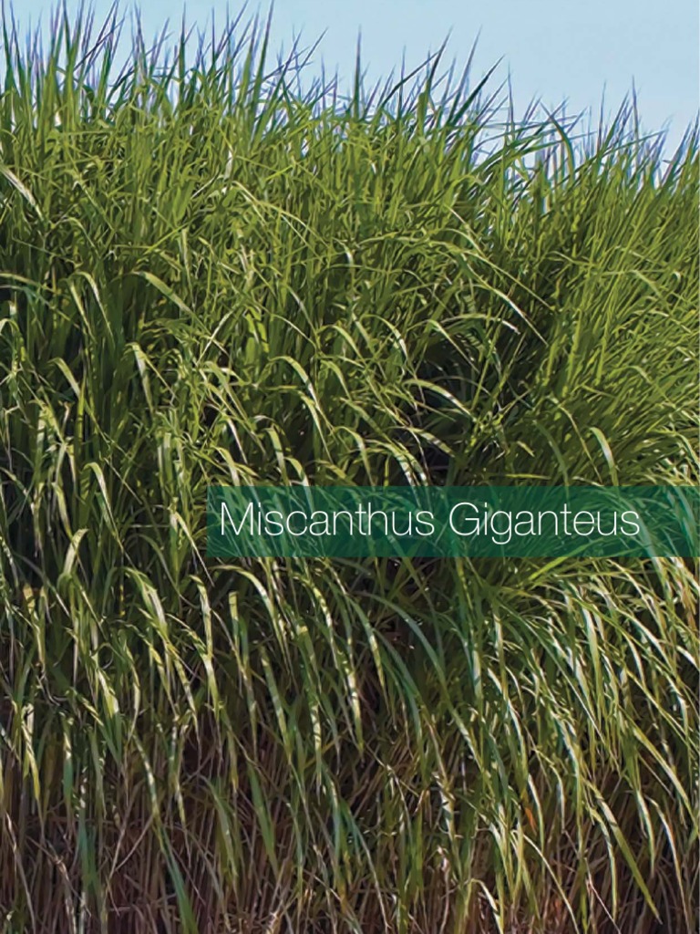 Brochure Miscanthus En Low Res Download Free Pdf Horticulture And
