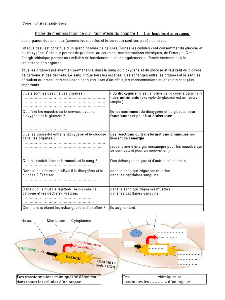 Evaluation Svt 5eme Systeme Solaire Cours SVT 5eme Fiche de Mémorisation 1 | PDF | Sang | Glucose
