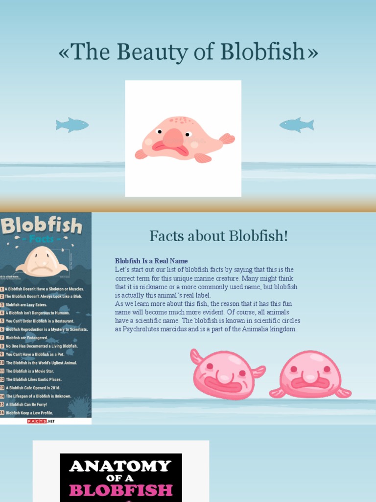 Blobfish: History, Facts, Size, Habitat, Classification – HXRBF