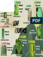 Crinkled Leaf Surface: (Ipomea Batatas)