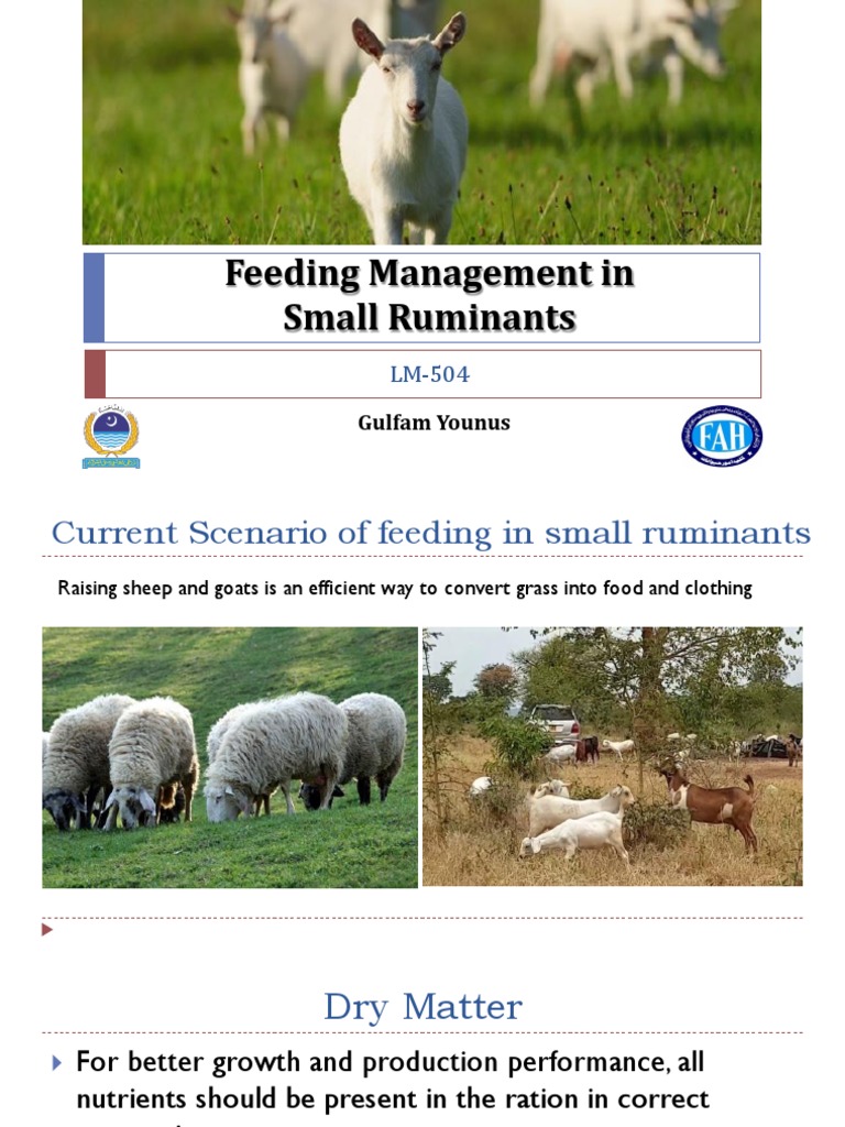 Feeding Management in Small Ruminants: Gulfam Younus | PDF | Goat ...