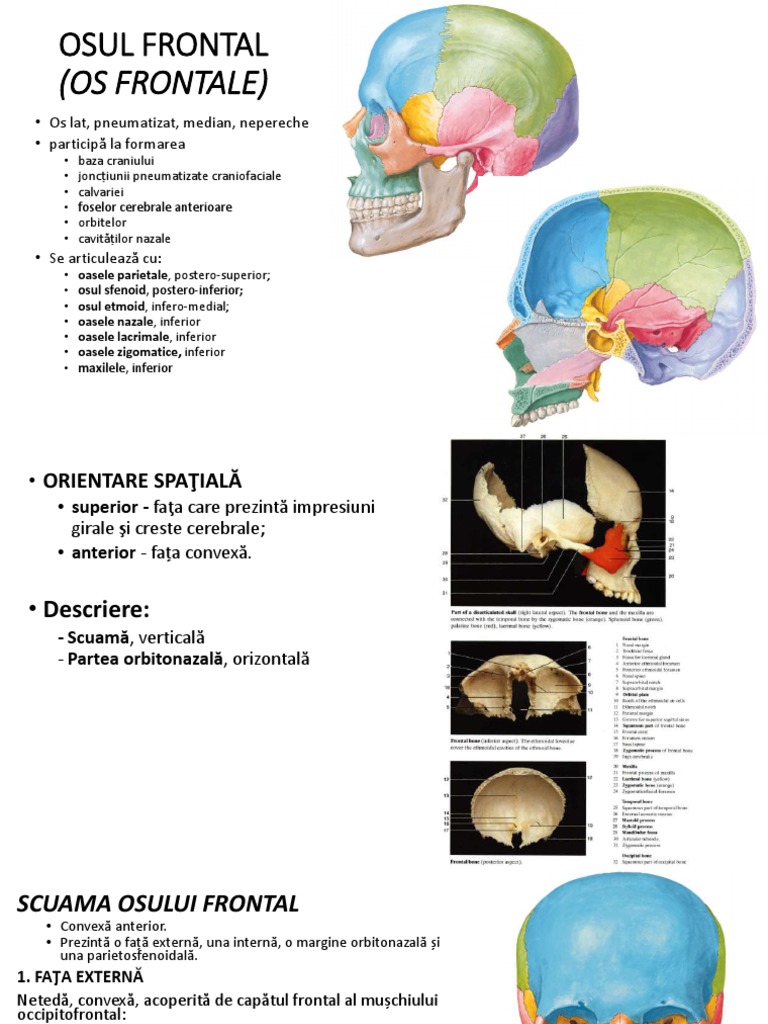 Frontal, Parietal Occipital, Sinus Frontal | PDF