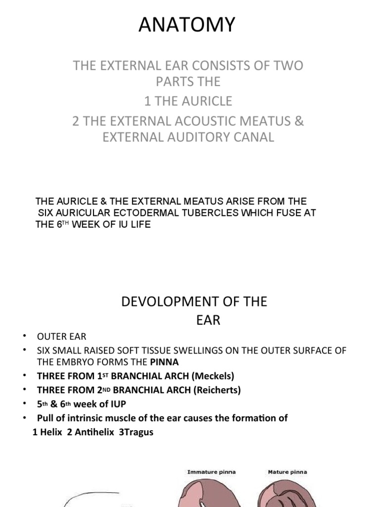 ENT - Lecture1 | PDF | Ear | Diseases And Disorders