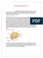 Anatomia Del Encefalo