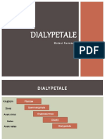 Dialypetale 3 2021