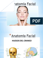 Anatomia Facial
