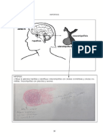 Glándula hipófisis e identificación de estructuras