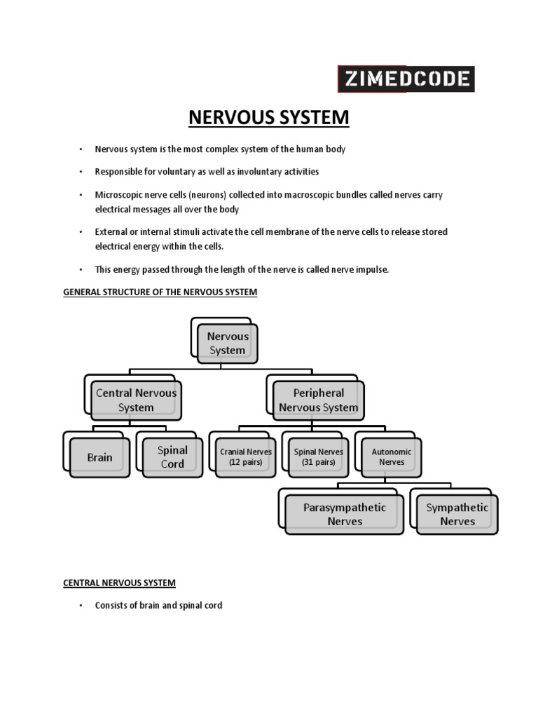 Overview of the Human Nervous System | PDF | Nerve | Central Nervous System