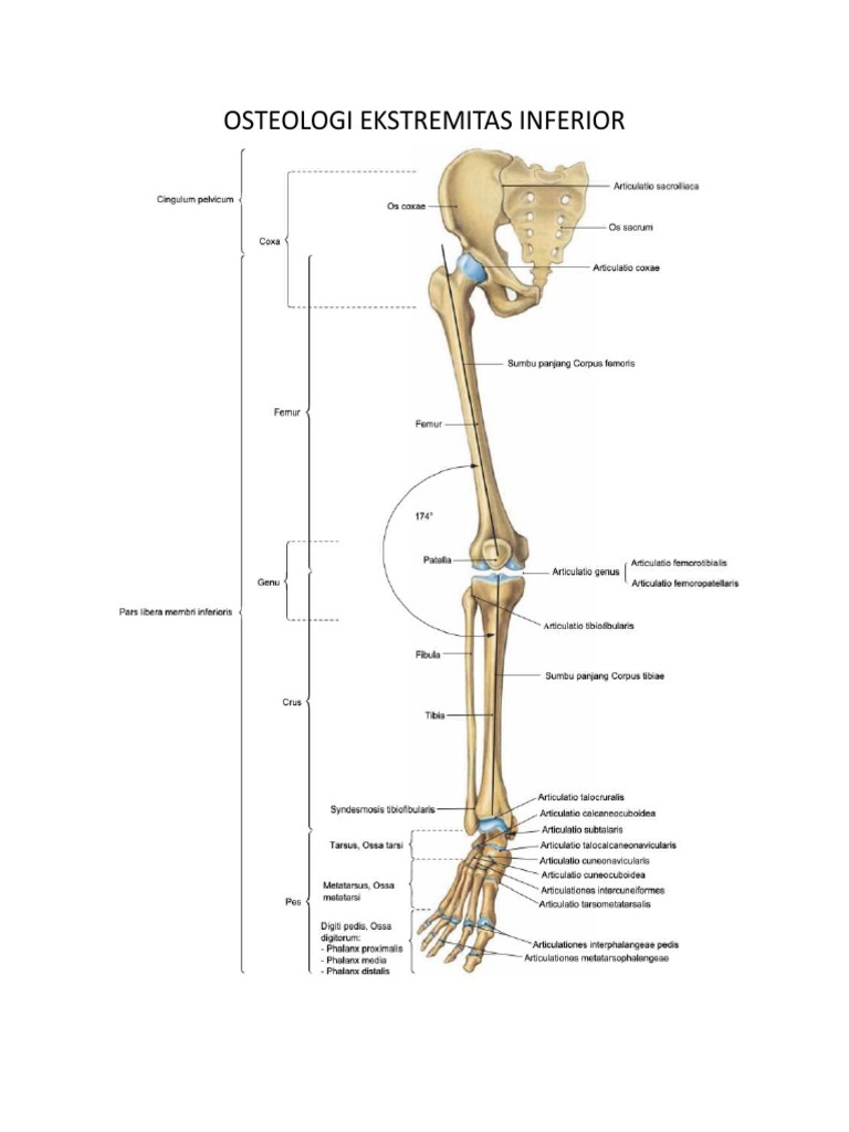 Tulang Dan Persendian Extremitas Inferior – RXDLB