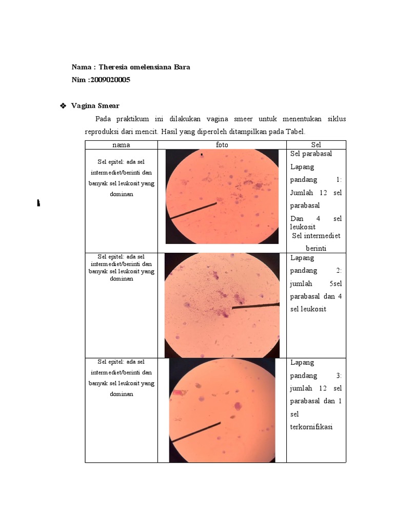 Analisis Vagina Smear Mencit | PDF
